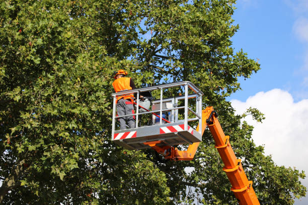 Best Tree Disease Treatment  in Chleston, AR